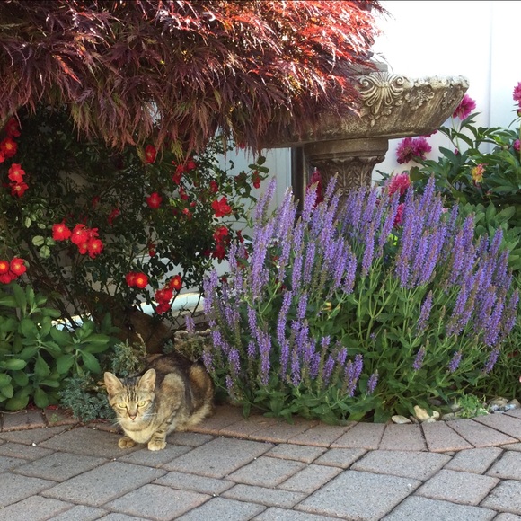 Posher Kathleen ❤️😻”Here, Kitty, kitty” - Picture 12 of 16